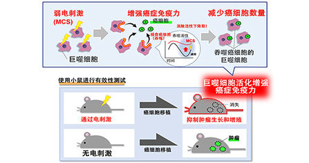 日本國立國際醫(yī)療研究中心研究所利用iPS細胞制作肝膽“類器官”預測藥物毒性